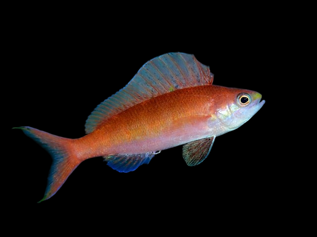 Pacific Sailfin Anthias