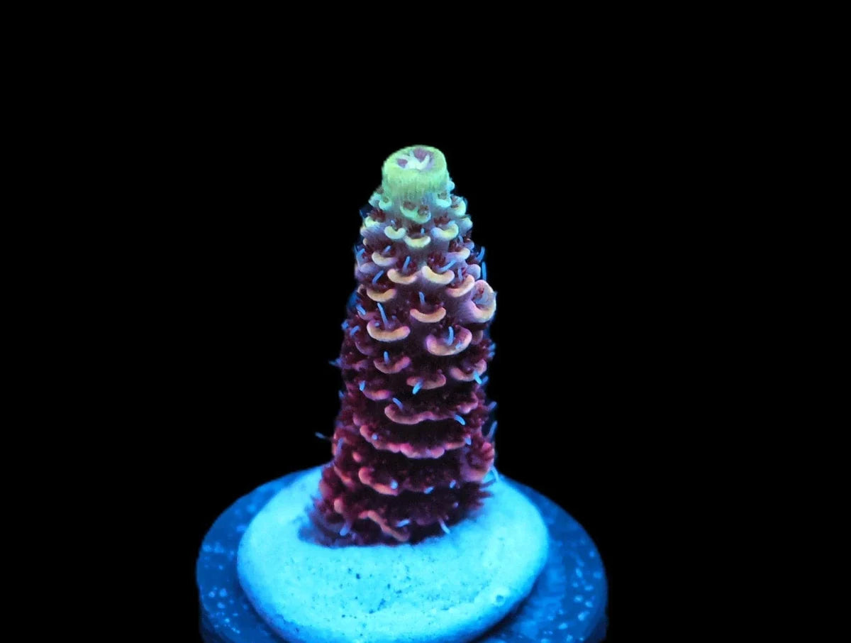 Acropora sp