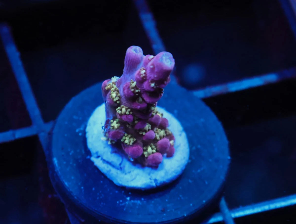 Acropora sp