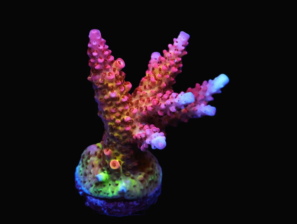 Rainbow Acropora SP