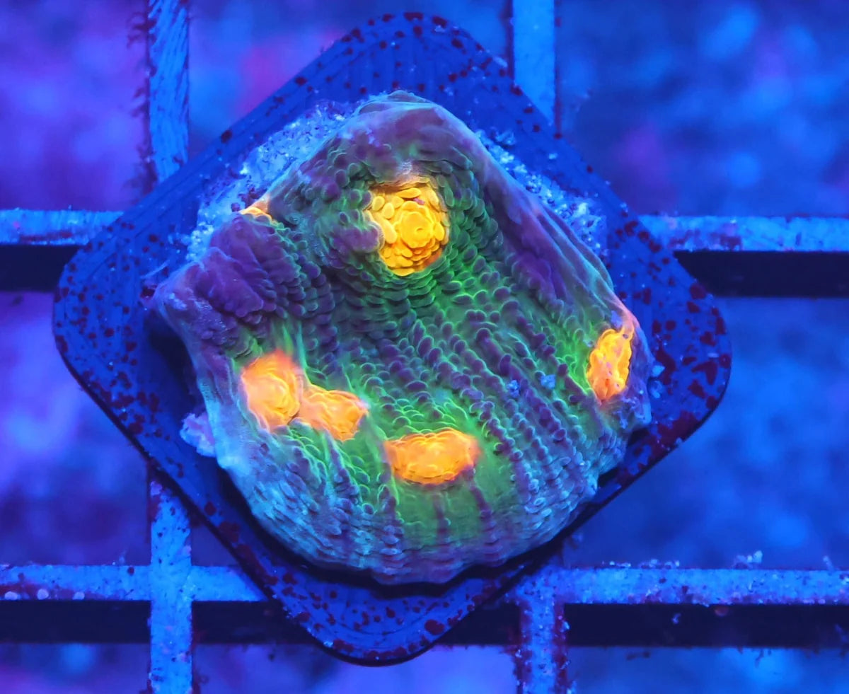 Echinophyllia sp