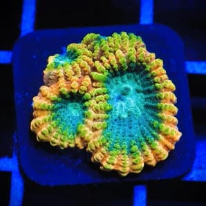 Favia sp