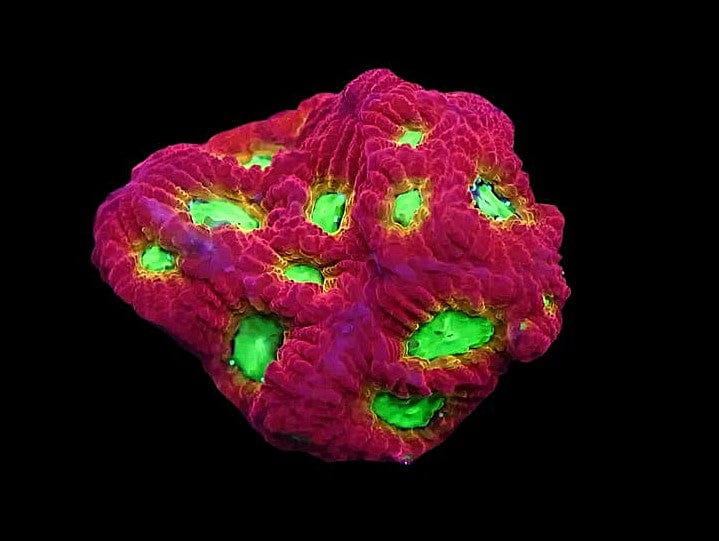 Jelly Bean Favites sp