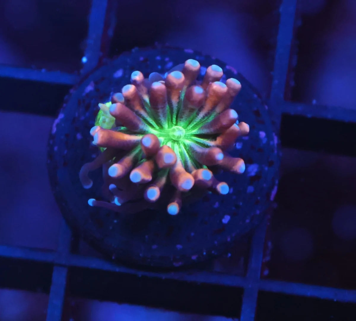 Green Galaxea sp