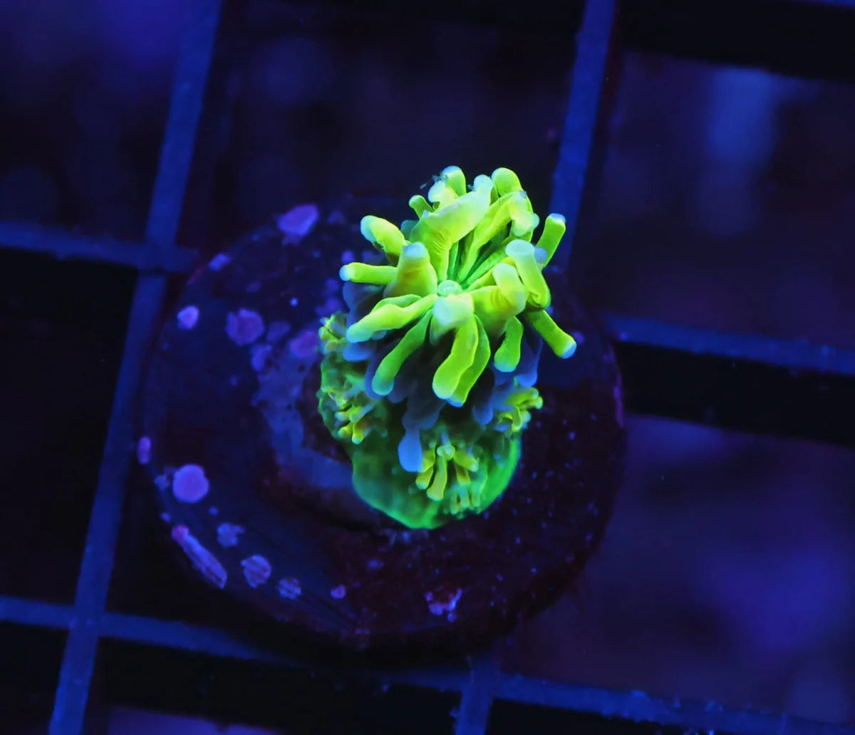 Green Galaxea sp