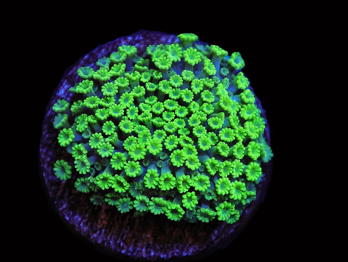 Bernardpora sp