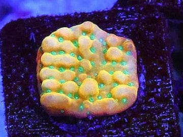 Montipora sp