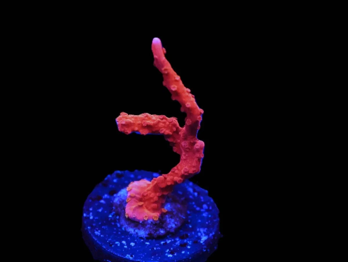 Montipora sp