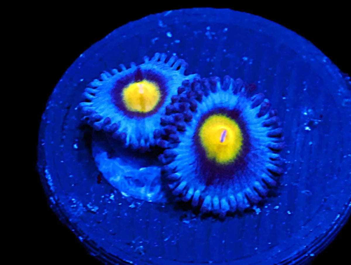 Zoanthid sp
