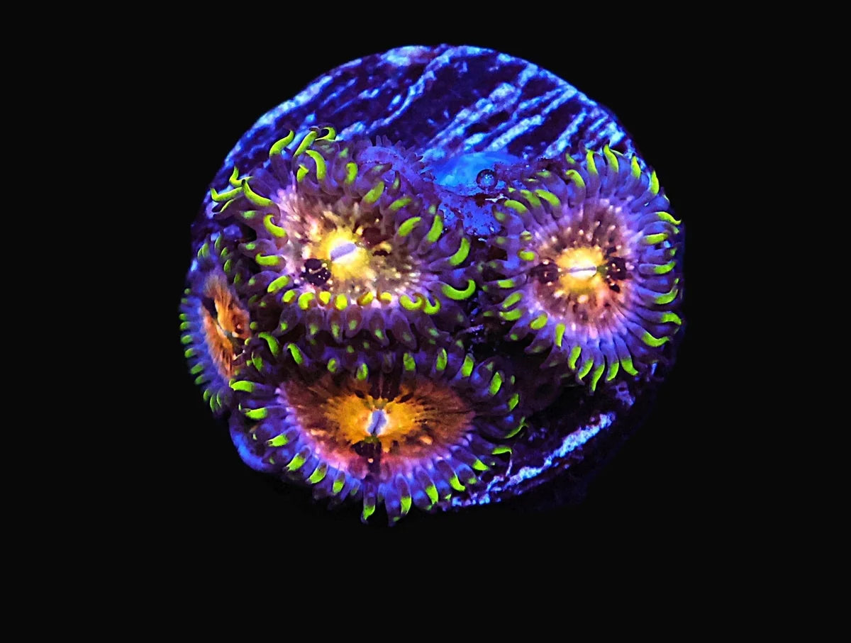 Zoanthid sp