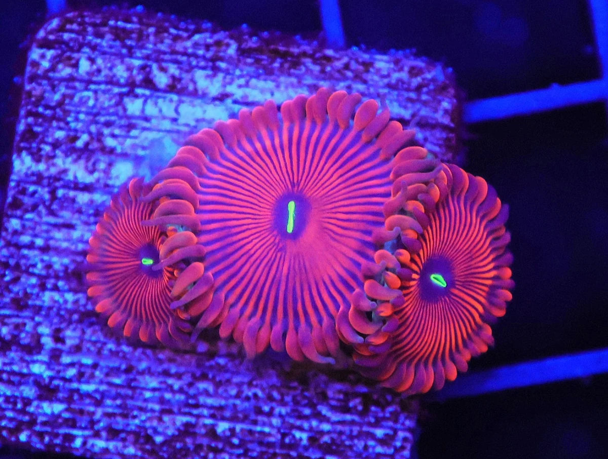 Zoanthid sp