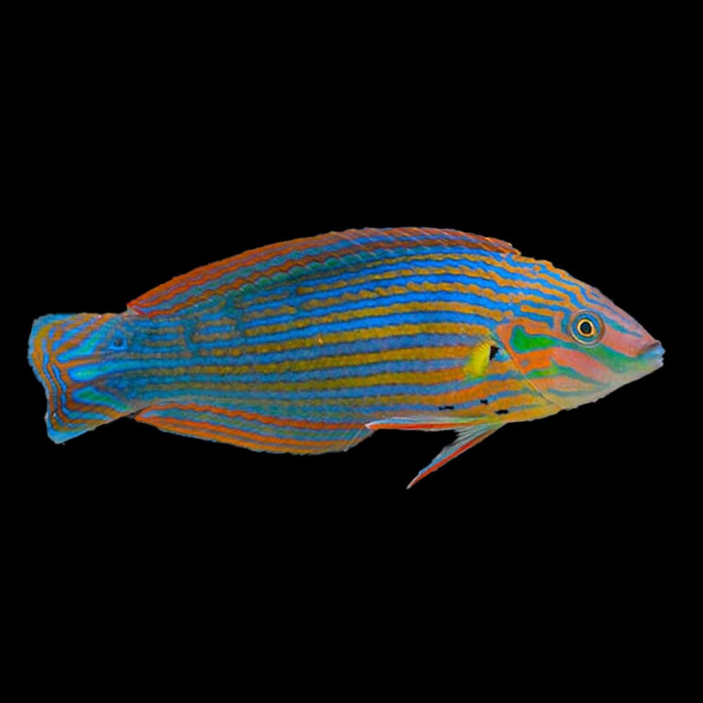 Melanurus Wrasse