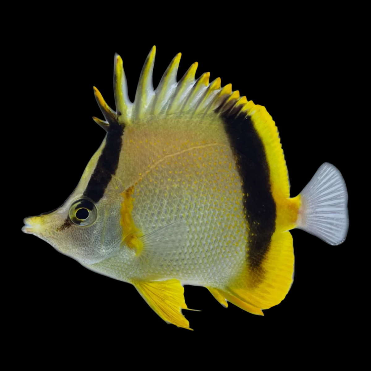 Marcella Butterflyfish