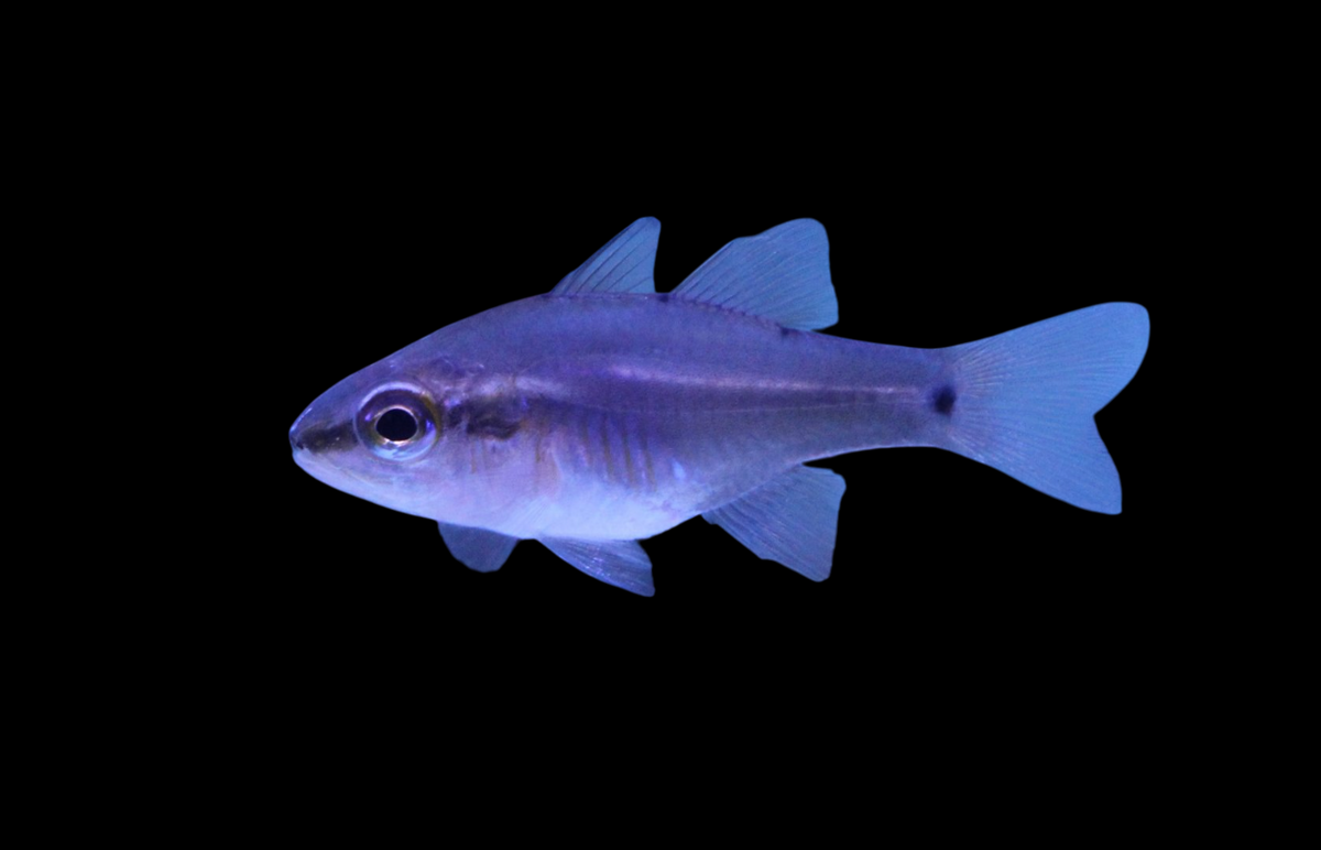 Half-Barred Cardinalfish