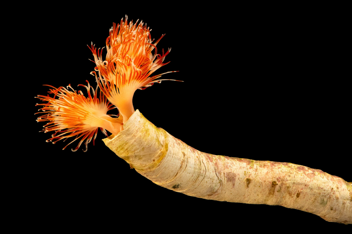 Orange Hardtube Coco Worm