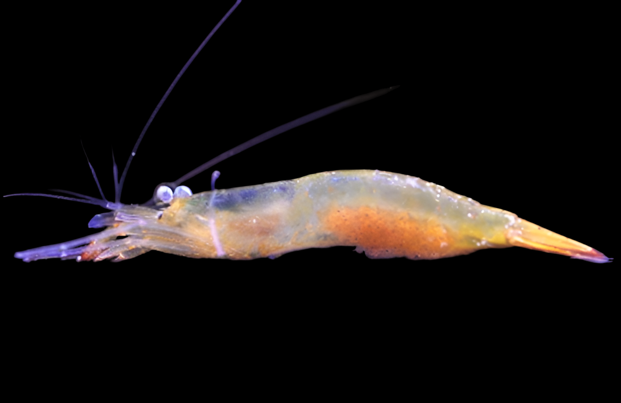 Japanese Night Shrimp