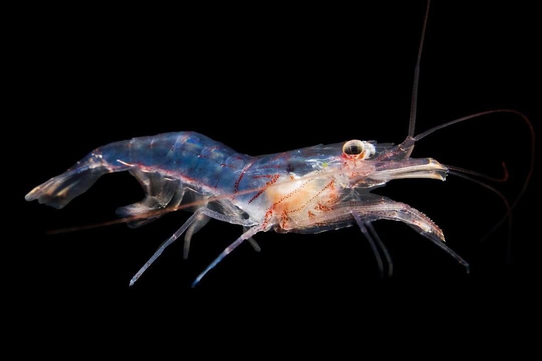 Junda Lin's Peppermint Shrimp