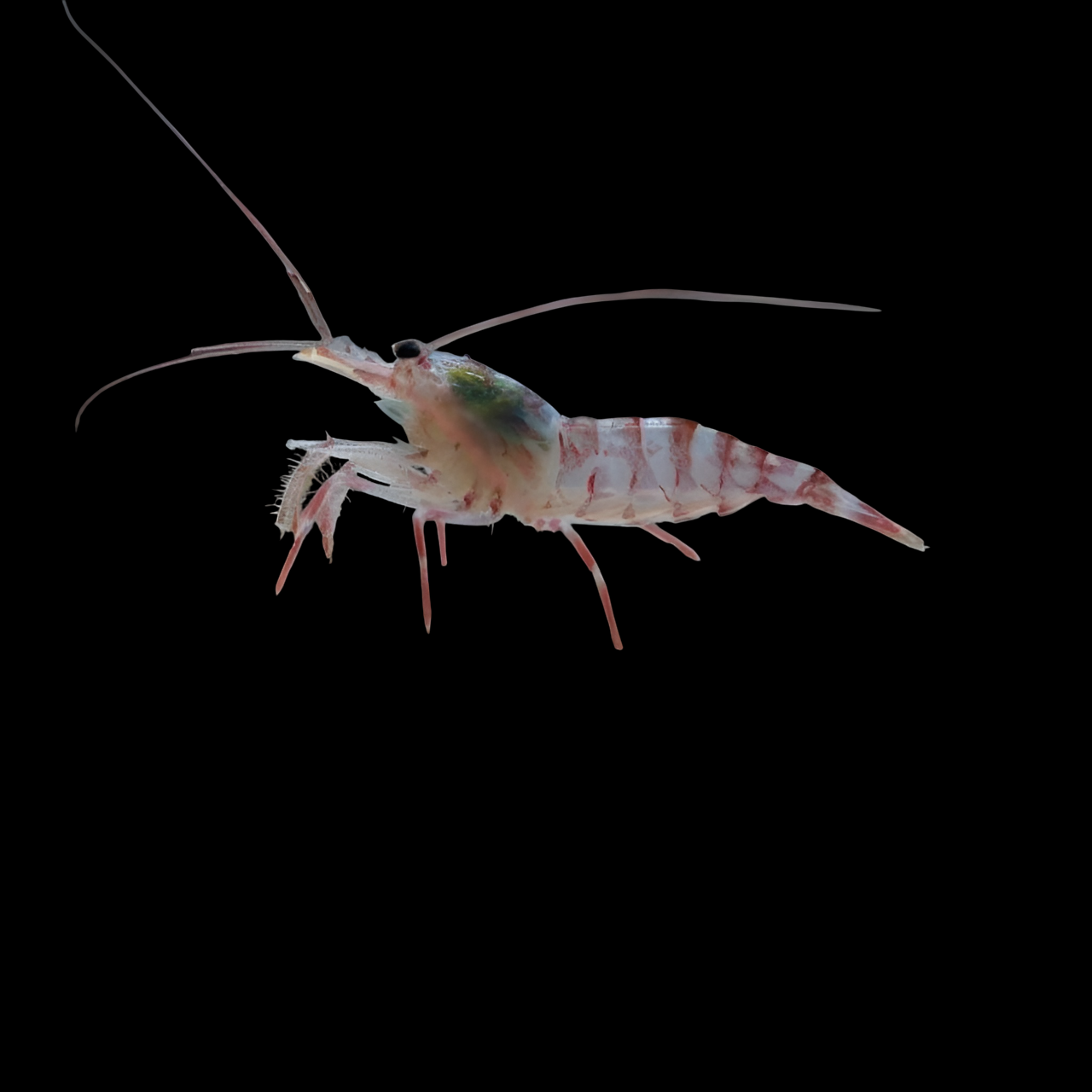 Kuekenthal's Peppermint Shrimp