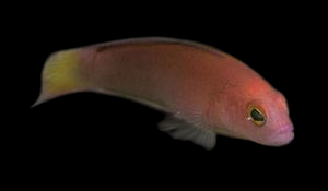 Fine Scaled Dottyback