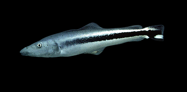 Sand Tilefish