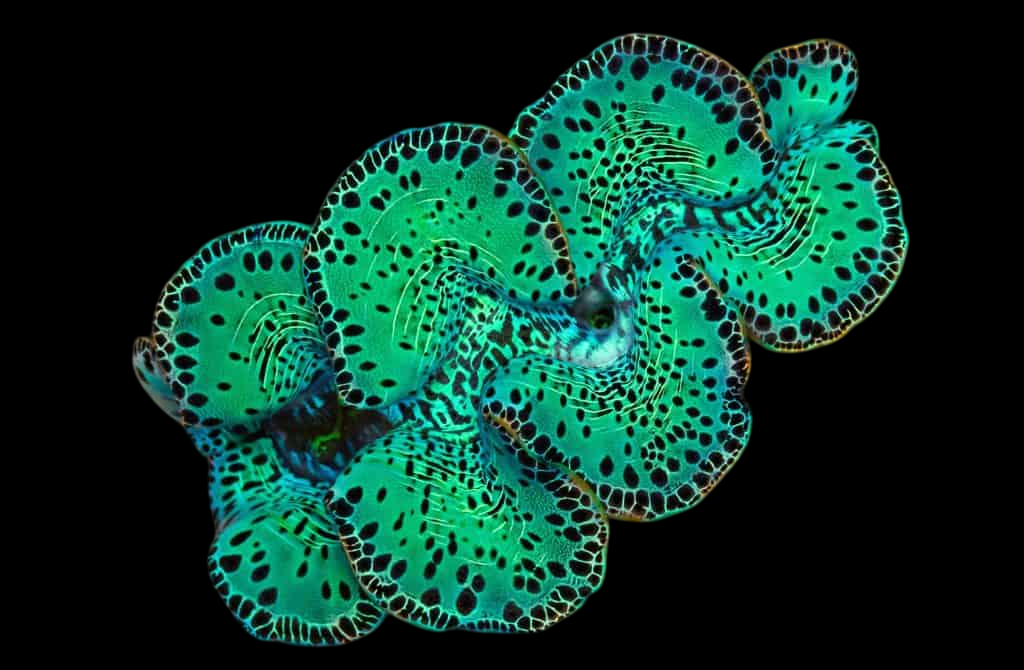 Maxima Clam