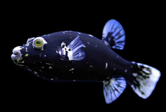 Midnight Dogface Pufferfish