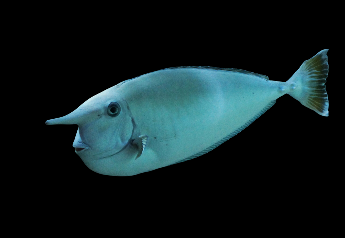 White Margin Unicorn Tang
