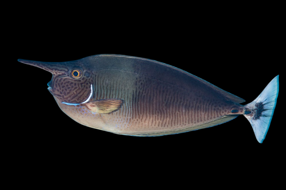 Blue Unicorn Tang