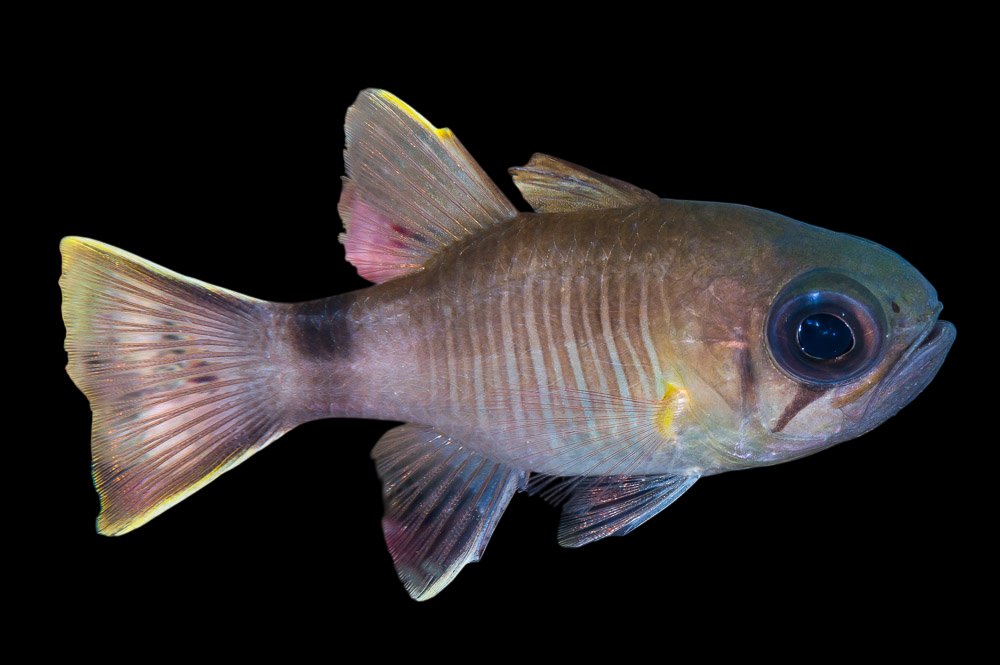 Multi Barred Cardinalfish