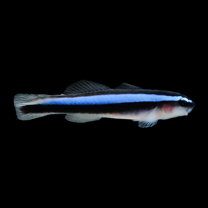 CB Neon Blue Cleaner Goby
