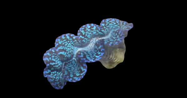 Hybrid Maxima x Squamosa Clam