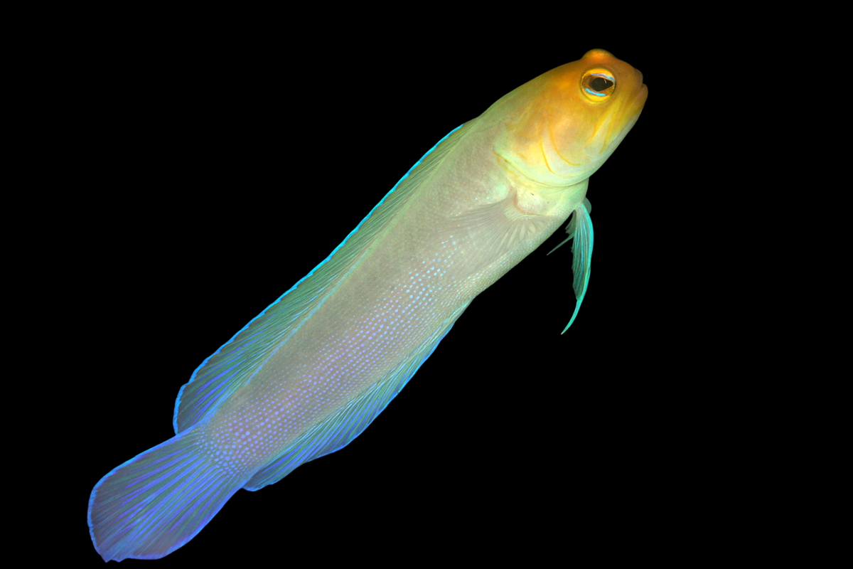 Yellowhead Jawfish