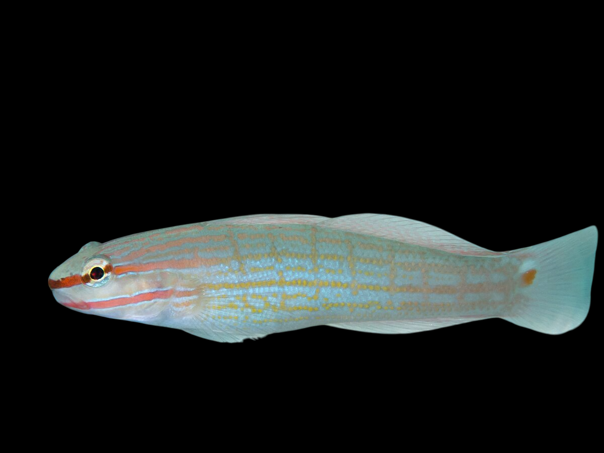 Orange Striped Goby