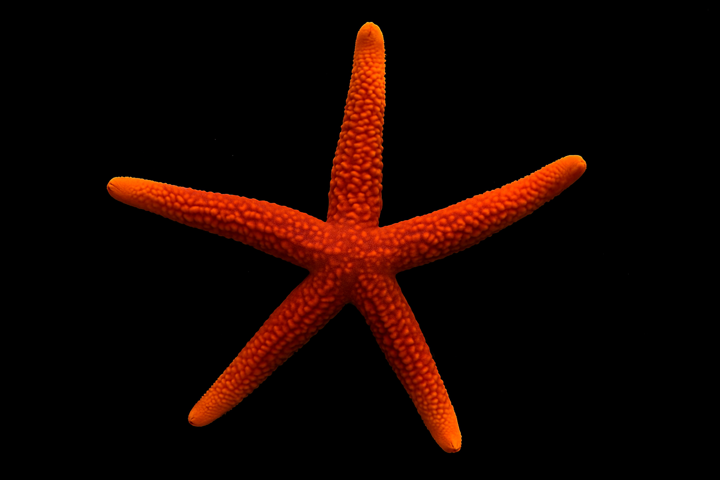 Orange Linckia Sea Star