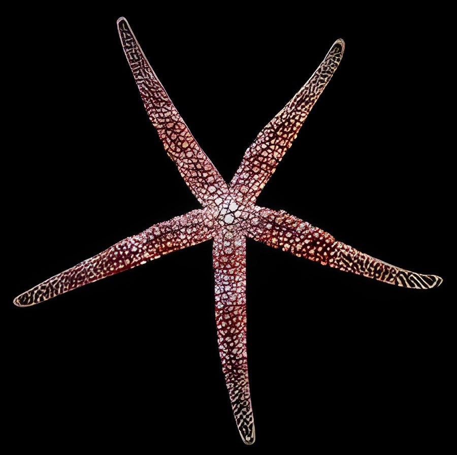 Orange Mesh Sea Star