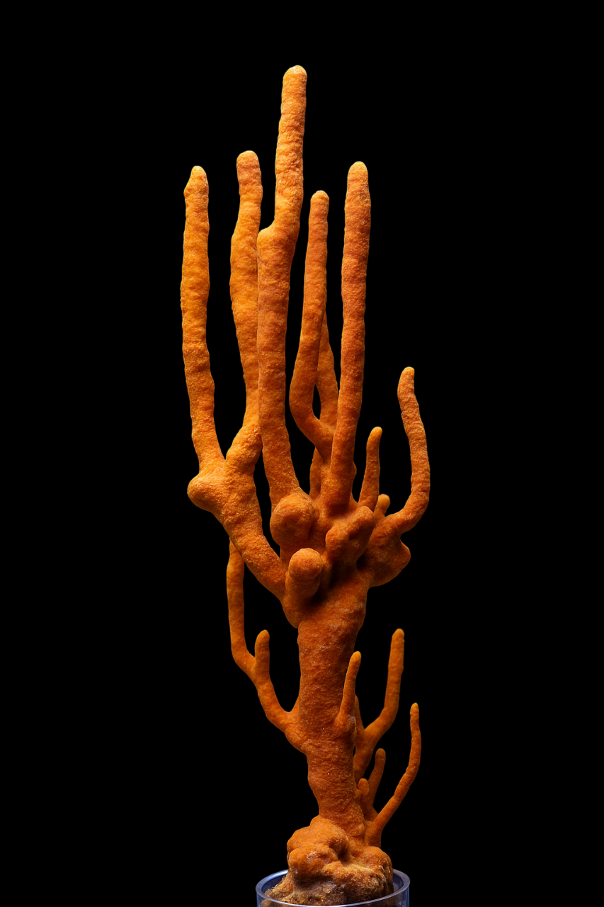 Orange Tree Sponge