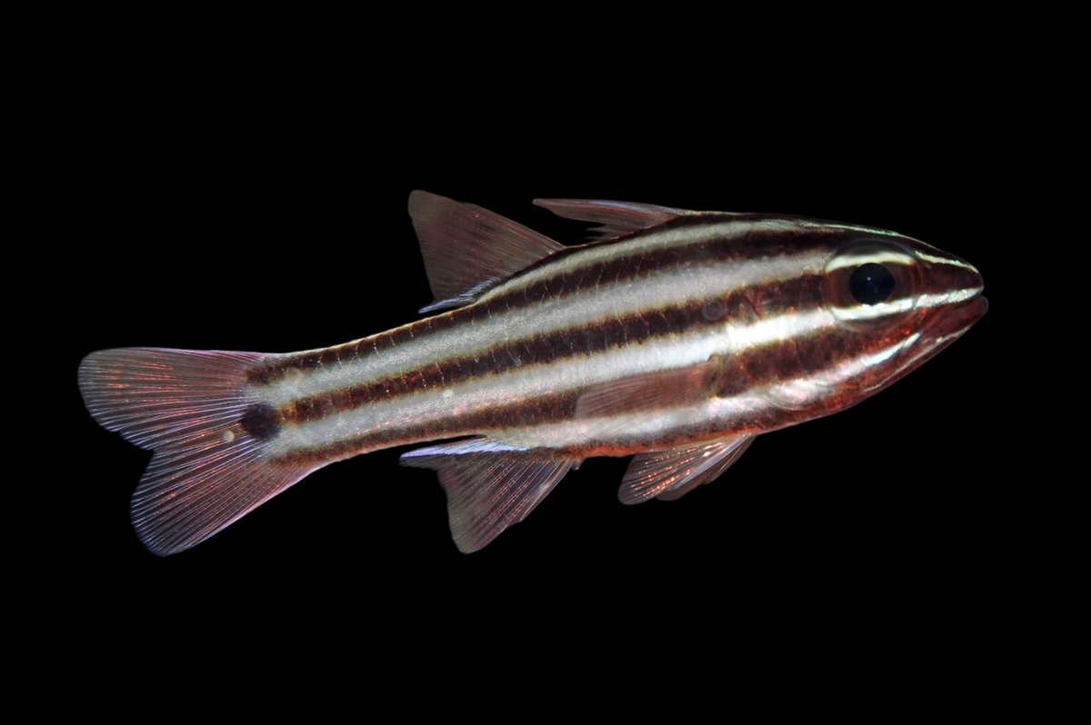 Broadstriped Cardinalfish