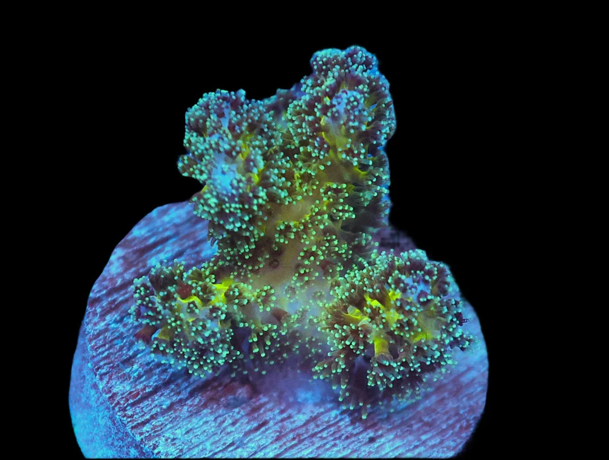 Pocillopora sp