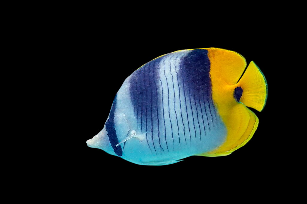 Double Saddle Butterflyfish