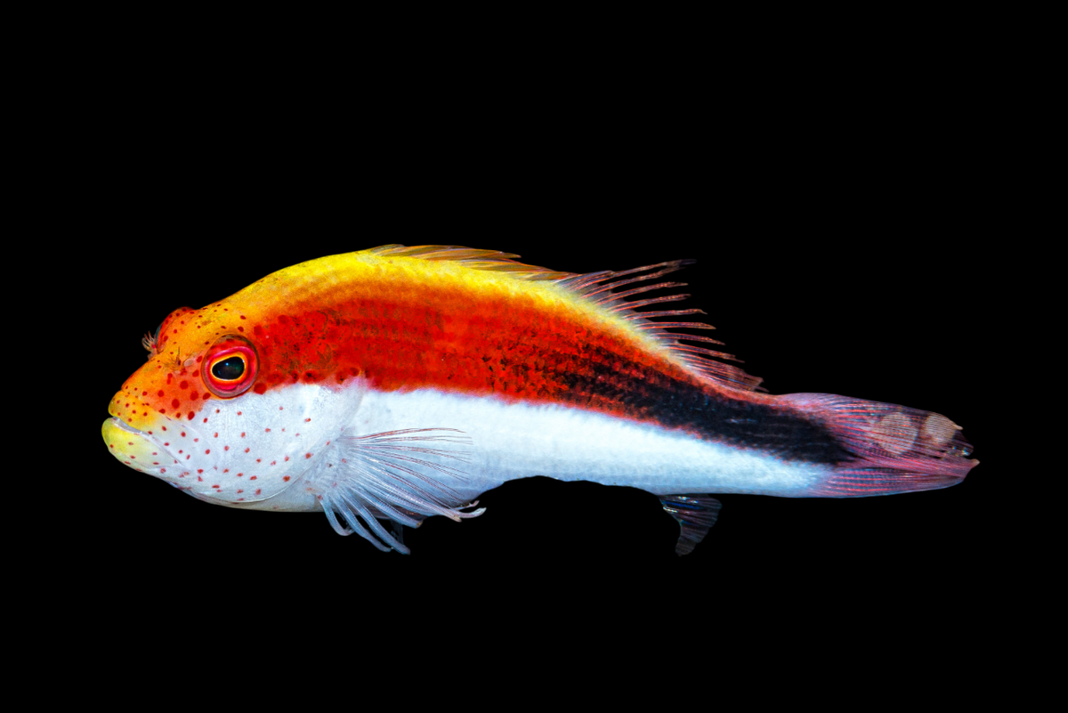 Freckled Hawkfish