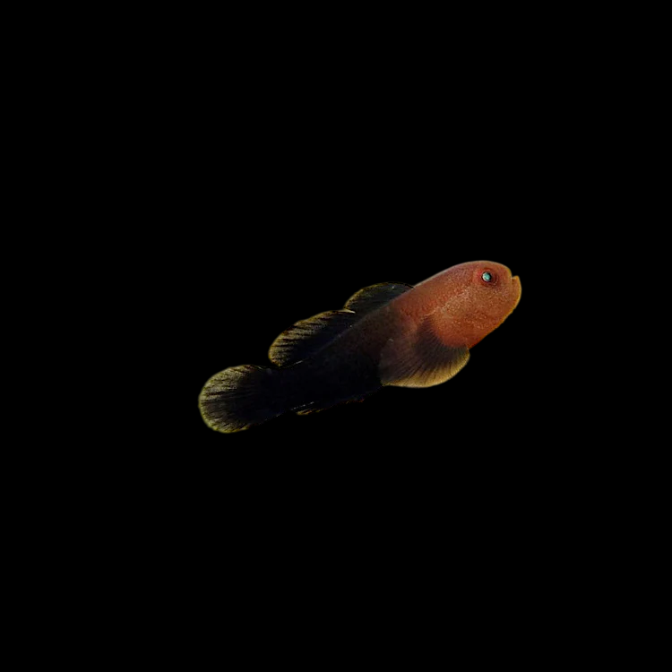 Redhead Goby