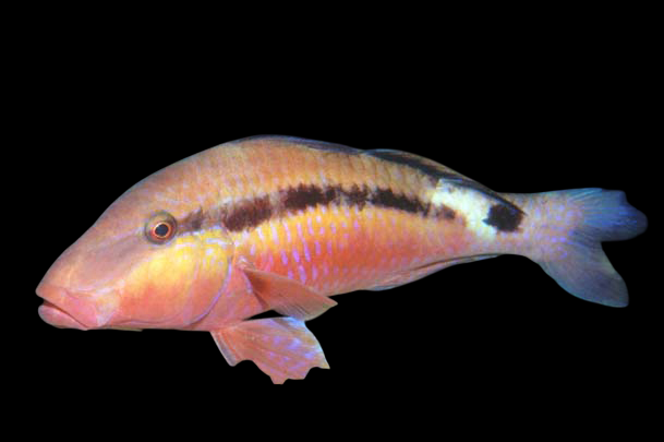 Long-barbelred mullet