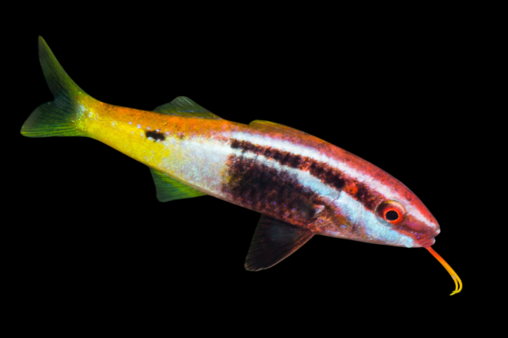 Bicolor Goatfish