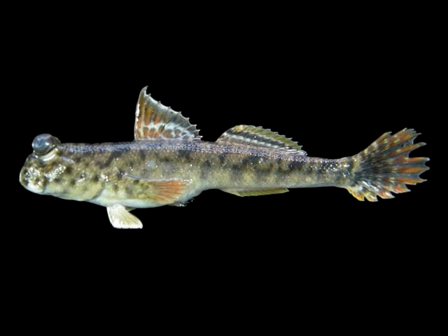 Mudskipper