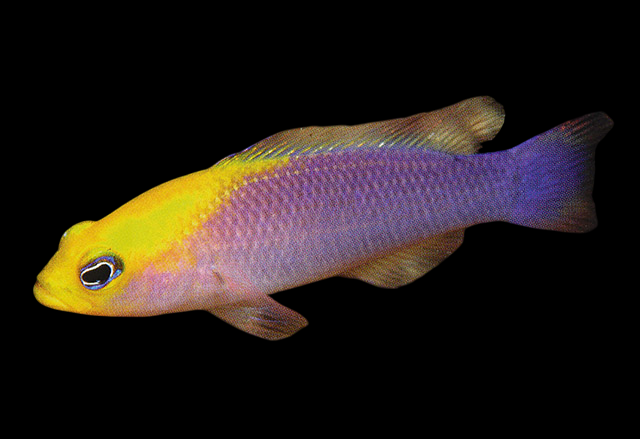 Gold Browed Dottyback