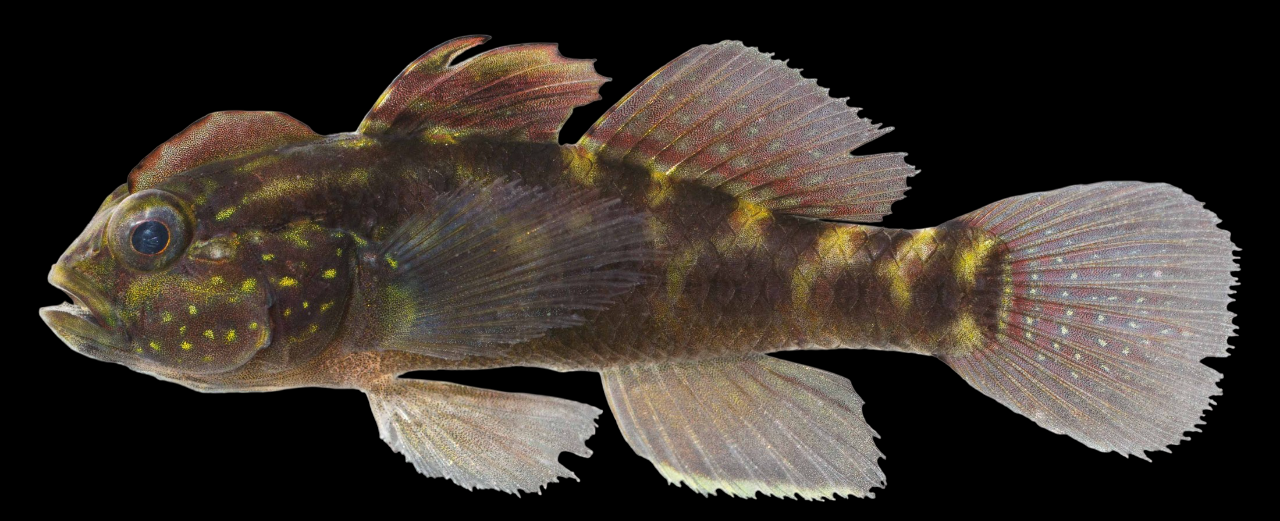 Crested Goby