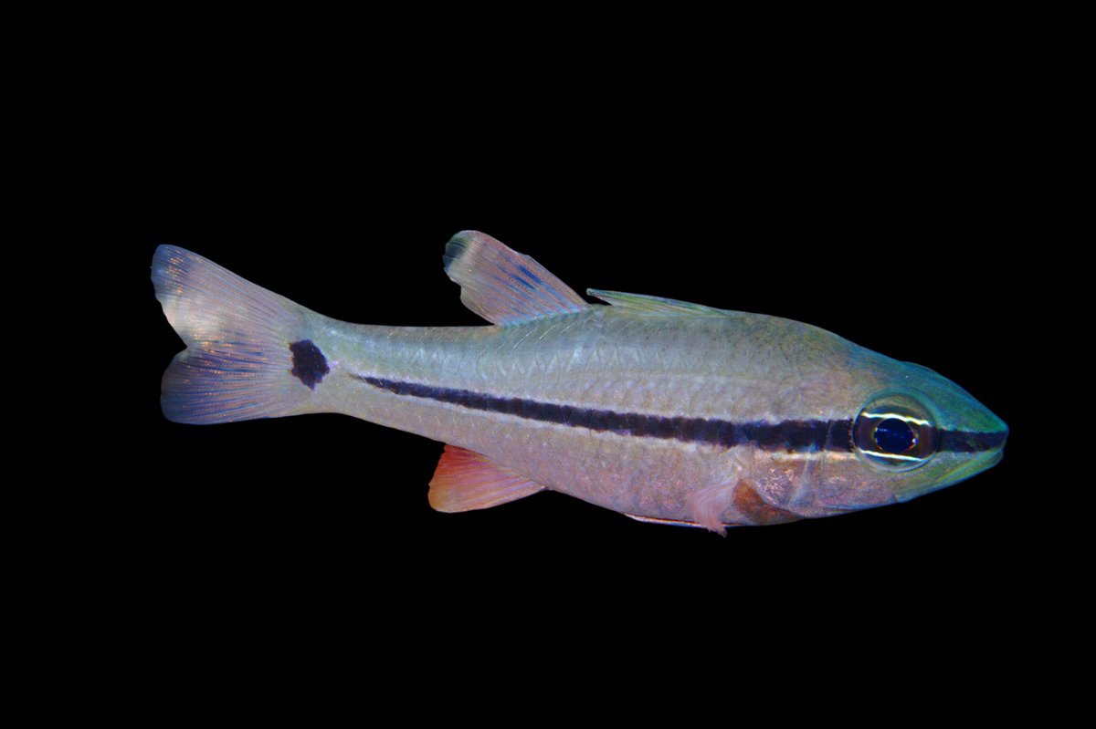 Bridled Cardinalfish