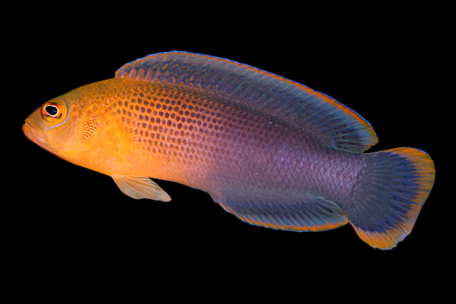 Dilectus Dottyback