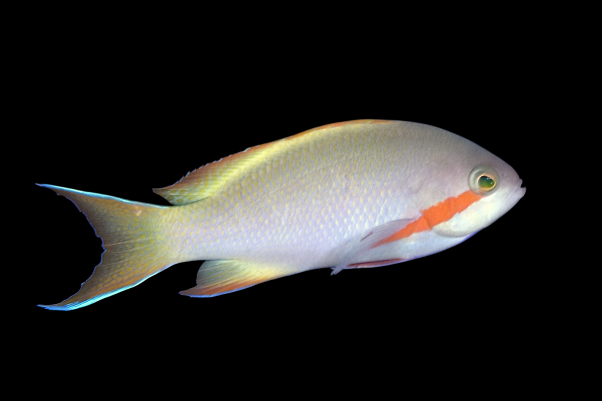 Hutchi Anthias