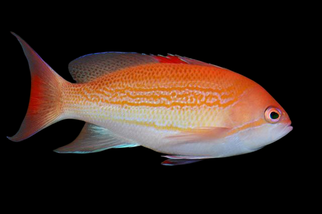 Luzon Anthias